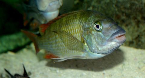 Petrochromis sp. 'texas red' Ubwari
